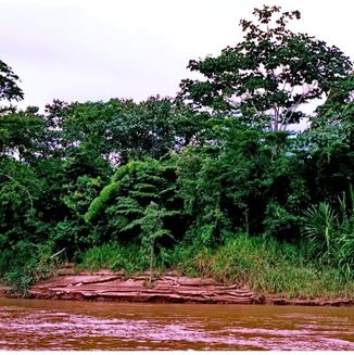 Amazonas Jungle