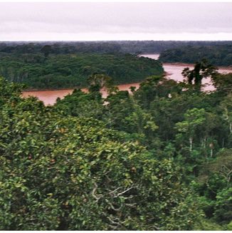 Amazonas Jungle