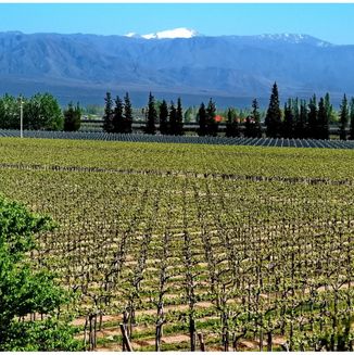 Mendoza Wineries