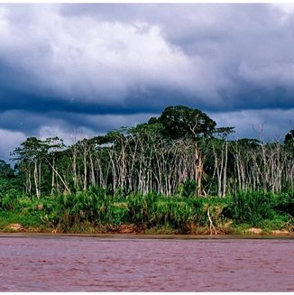 Amazonas Jungle