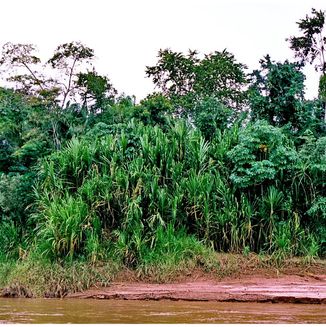 Amazonas Jungle