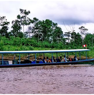 Amazonas Jungle