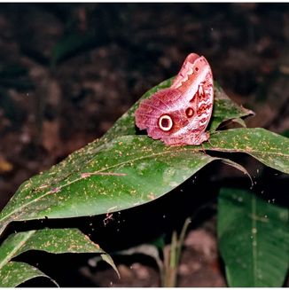 Amazonas Jungle