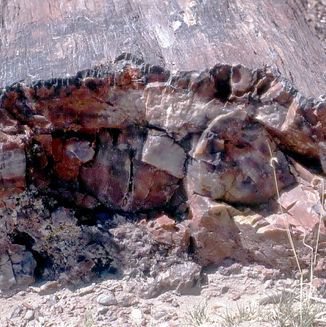 Petrified Forest