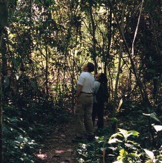 Amazonas Jungle