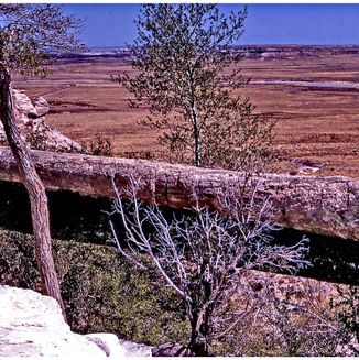 Petrified Forest