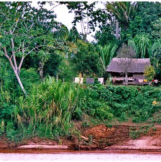 Amazonas Jungle