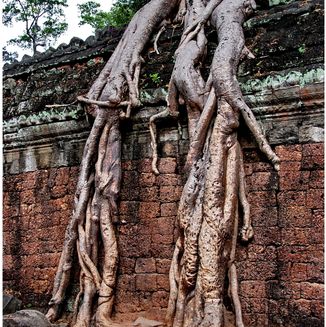 Ta Prohm