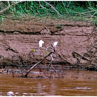 Amazonas Jungle