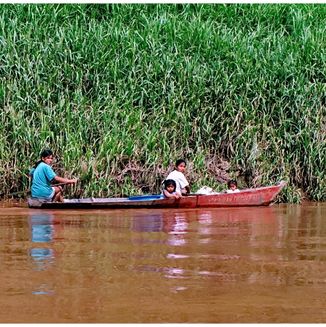 Amazonas Jungle