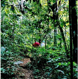 Amazonas Jungle