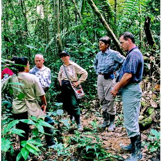 Amazonas Jungle