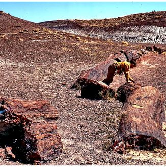 Petrified Forest